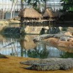 Ferme aux crocodiles